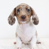 Photo №4. I will sell dachshund in the city of Berlin. breeder - price - 423$