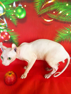 Additional photos: White cat Elf breeding