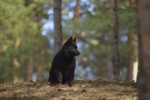 Photo №4. I will sell schipperke in the city of Syktyvkar. private announcement - price - negotiated