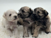 Photo №2 to announcement № 121844 for the sale of schnauzer - buy in Poland breeder