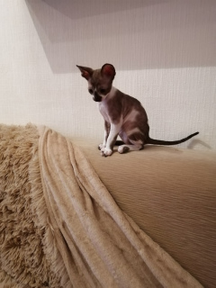 Photo №2 to announcement № 2048 for the sale of cornish rex - buy in Russian Federation from nursery