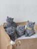 Photo №1. british shorthair - for sale in the city of Bremerhaven | 370$ | Announcement № 108591