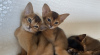 Additional photos: Abyssinian kittens