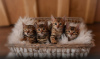 Photo №1. bengal cat - for sale in the city of Ingolstadt | negotiated | Announcement № 32656