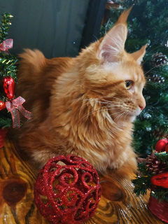 Photo №2 to announcement № 4812 for the sale of maine coon - buy in Ukraine from nursery
