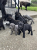 Additional photos: Cane Corso puppies