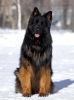 Photo №4. I will sell german shepherd in the city of Chelyabinsk. breeder - price - negotiated