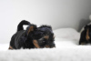 Photo №4. I will sell yorkshire terrier in the city of Berlin. breeder - price - 402$