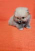 Photo №1. pomeranian - for sale in the city of Kragujevac | negotiated | Announcement № 96425