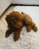 Photo №3. Toy poodle for adoption. United Kingdom