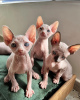 Photo №1. sphynx cat - for sale in the city of Paris | negotiated | Announcement № 120546