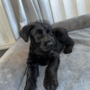 Photo №1. schnauzer - for sale in the city of Las Vegas | 500$ | Announcement № 123236