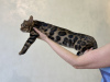 Photo №4. I will sell bengal cat in the city of Helsinki. private announcement, from nursery, breeder - price - negotiated