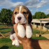 Photo №3. Two beautiful beagle puppies for sale. Germany