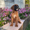 Photo №2 to announcement № 83111 for the sale of bobtail - buy in Germany breeder