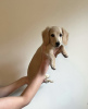 Photo №1. dachshund - for sale in the city of Wrocław | negotiated | Announcement № 97387