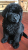 Additional photos: Newfoundland puppies