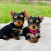 Photo №1. yorkshire terrier - for sale in the city of Prague | negotiated | Announcement № 124624