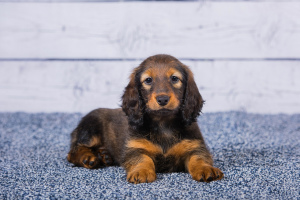 Photo №3. Puppies of breed Dachshund Long-haired Standard. Russian Federation