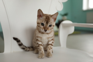 Additional photos: Bengal kitten