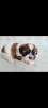 Photo №1. shih tzu - for sale in the city of Zhytomyr | 500$ | Announcement № 42622