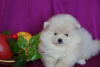 Photo №1. pomeranian - for sale in the city of Москва | 456$ | Announcement № 41069