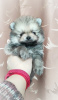 Photo №4. I will sell pomeranian in the city of Minsk. breeder - price - 302$