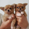 Photo №1. non-pedigree dogs - for sale in the city of Mdina | 300$ | Announcement № 42247