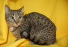 Additional photos: Vesta cat is looking for a home