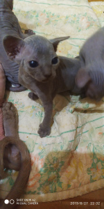 Photo №2 to announcement № 2816 for the sale of sphynx-katze - buy in Ukraine private announcement, breeder