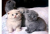 Photo №1. scottish fold - for sale in the city of Lisbon | negotiated | Announcement № 84908