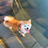 Photo №1. shiba inu - for sale in the city of Burgas | negotiated | Announcement № 111784