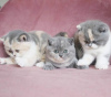 Photo №2 to announcement № 71984 for the sale of british shorthair - buy in United States private announcement, breeder