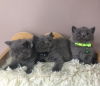 Photo №2 to announcement № 118775 for the sale of british shorthair - buy in United Kingdom 