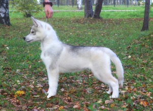 Photo №1. siberian husky - for sale in the city of Permian | 390$ | Announcement № 3647