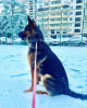 Photo №1. german shepherd - for sale in the city of Tbilisi | 1200$ | Announcement № 42302