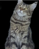 Photo №4. I will sell maine coon in the city of Almaty.  - price - Is free