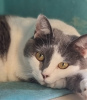 Additional photos: Kitty Dasha is looking for a home!