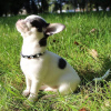 Photo №2 to announcement № 30079 for the sale of chihuahua - buy in United Kingdom 