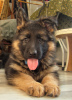 Photo №2 to announcement № 9166 for the sale of german shepherd - buy in Ukraine from nursery
