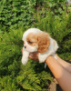 Photo №3. Cavalier King Charles Spaniel girl. Russian Federation