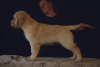 Photo №4. I will sell golden retriever in the city of St. Petersburg. breeder - price - 1000$