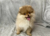 Photo №2 to announcement № 19584 for the sale of pomeranian - buy in Latvia private announcement