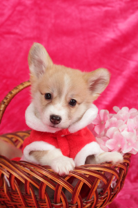 Photo №4. I will sell welsh corgi in the city of Moscow. private announcement - price - 774$