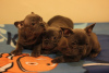 Additional photos: Vaccinated French Bulldog puppies available now for sale