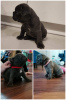 Photo №4. I will sell french bulldog in the city of Lublin. private announcement, breeder - price - negotiated