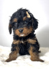 Additional photos: Cavapoo-cavapoo (Cavalier Toy Poodle)