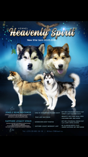 Photo №4. I will sell alaskan malamute in the city of Minsk. from nursery - price - negotiated