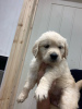 Photo №3. Adorable Golden Retriever puppies ready to join their new and forever home for. United States