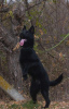 Photo №1. german shepherd - for sale in the city of Belgrade | negotiated | Announcement № 125200